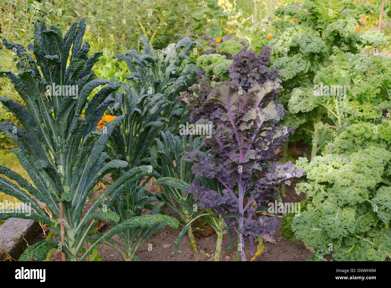 Kale plants, 'Nero di Toscana', 'Scarlet Curly' and 'Starbor', Wales, UK. Stock Photo