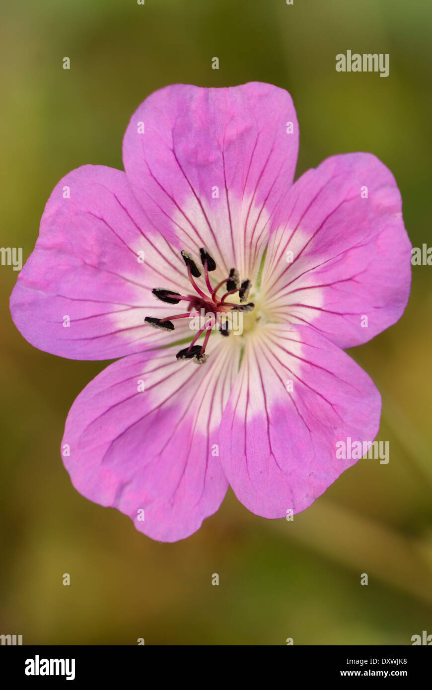 Geranium wallichianum 'Sylvia's Surprise', Cranesbill. Perennial, September. Pink flower. Stock Photo