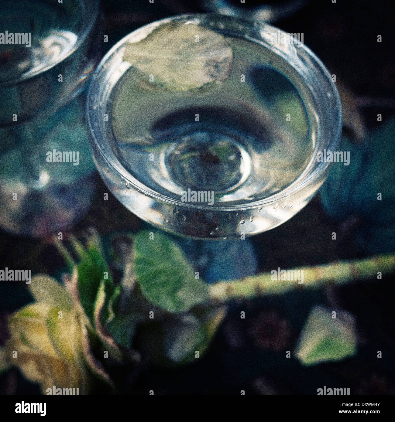 Wine glass and Brussel sprout plants Stock Photo Alamy