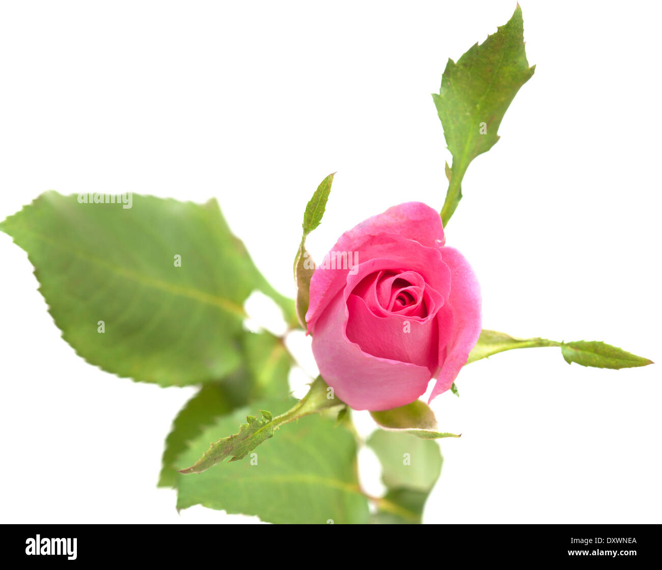 pink rose isolated on white background Stock Photo - Alamy