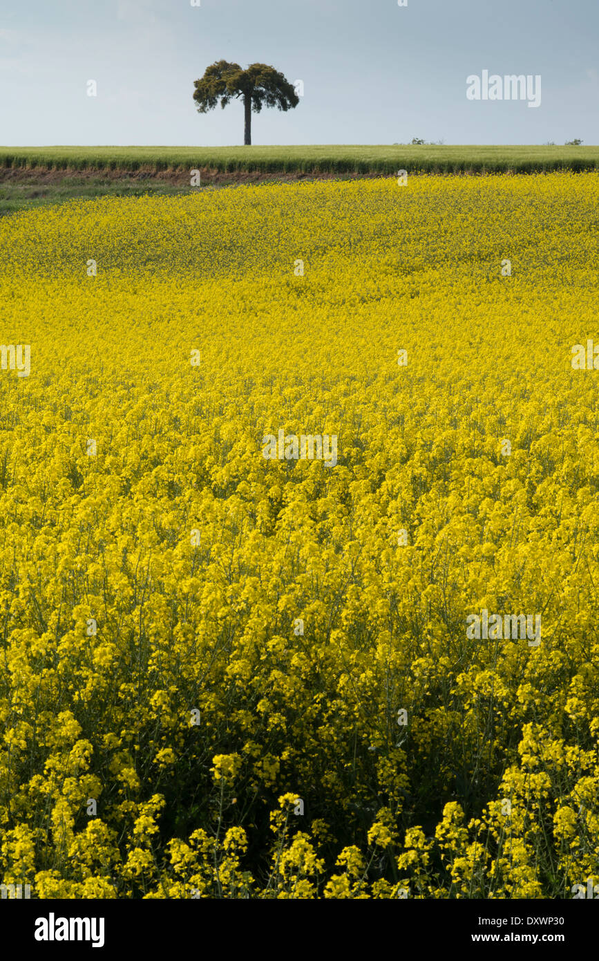 Tree seen at far distance across huge fields of Canola (Brassica napus ...