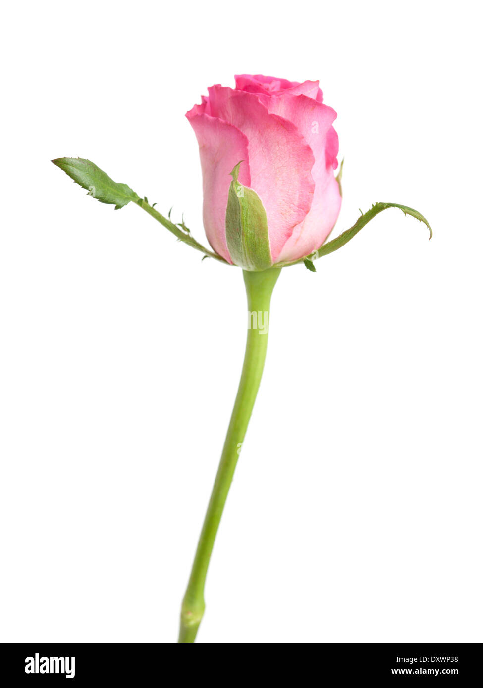pink rose isolated on white background Stock Photo - Alamy