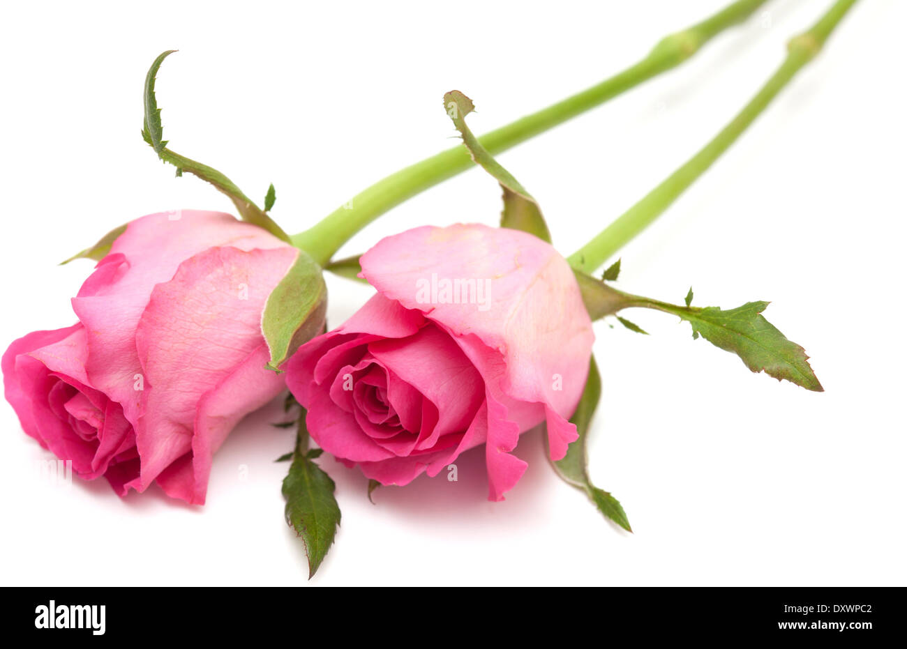 pink rose isolated on white background Stock Photo - Alamy