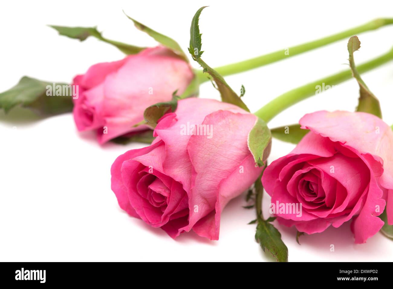 pink rose isolated on white background Stock Photo - Alamy