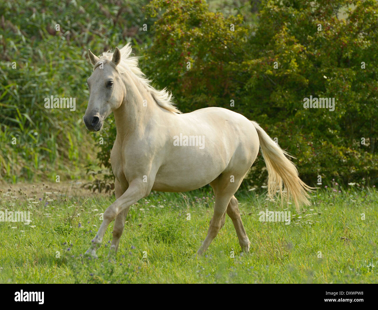 Palomino coloured Paso Fino horse galloping in the field Stock