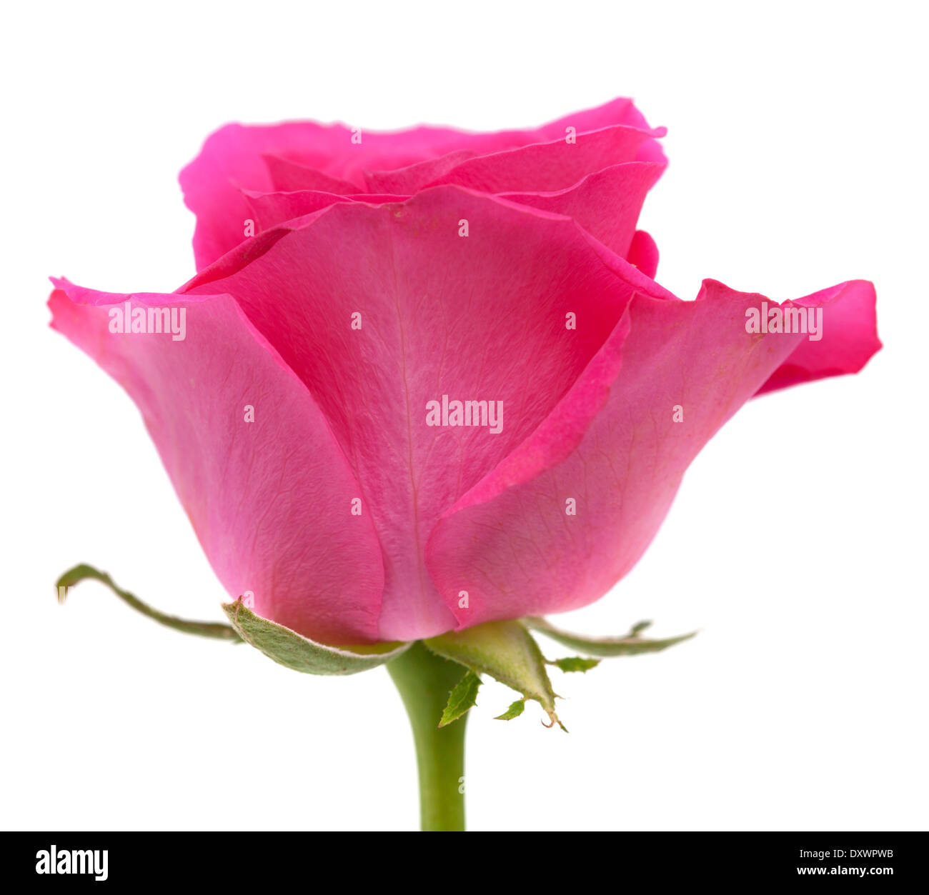 pink rose isolated on white background Stock Photo - Alamy
