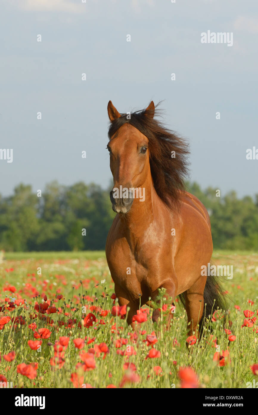 Paso Fino horse running in a poppy field Stock Photo