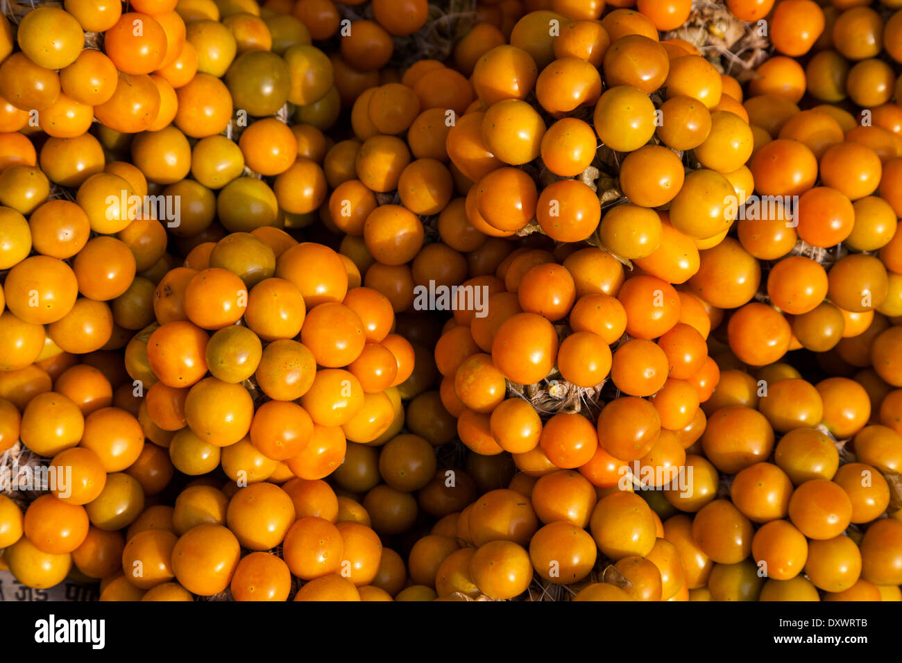 India, Dehradun. Indian "raspberries" (physalis peruviana) in the