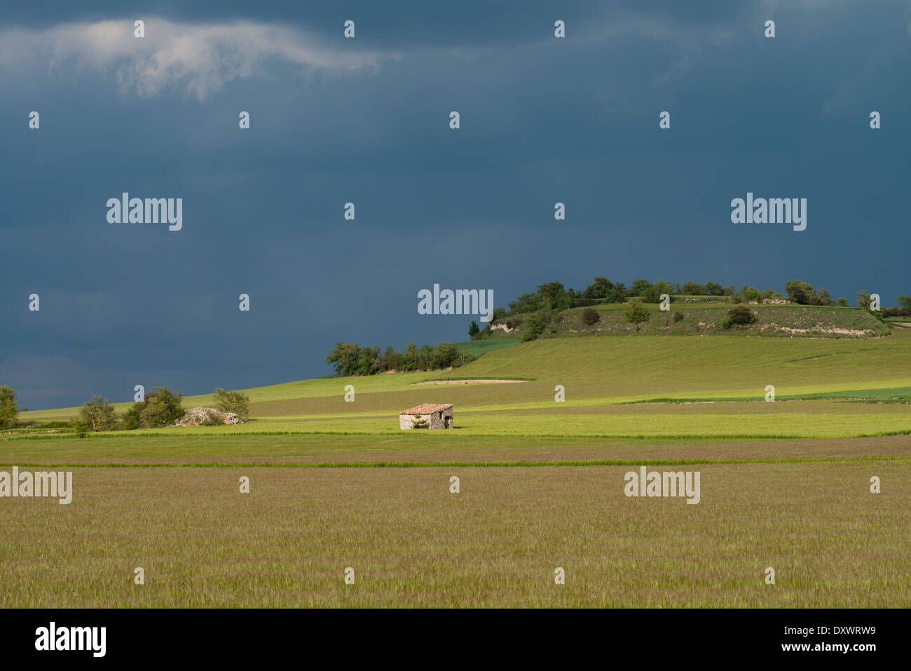 Wheat (Triticum vulgare) field in spring, Spain Stock Photo - Alamy