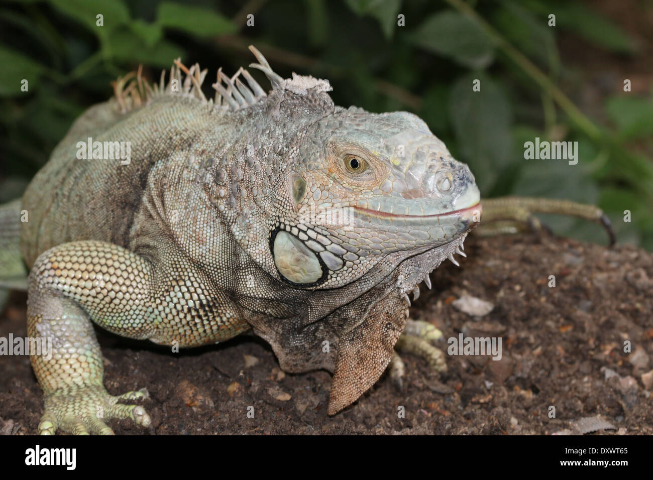 Green Iguana (Iguana iguana) close-up of the head Stock Photo