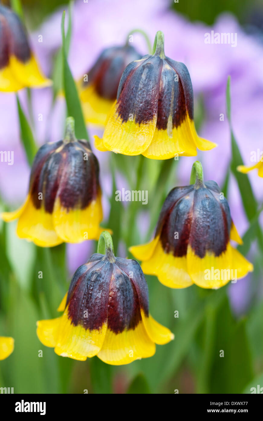 Close up of Fritillaria michailovskyi, Fritillary. Bulb, February. Yellow and brown flowes. Stock Photo