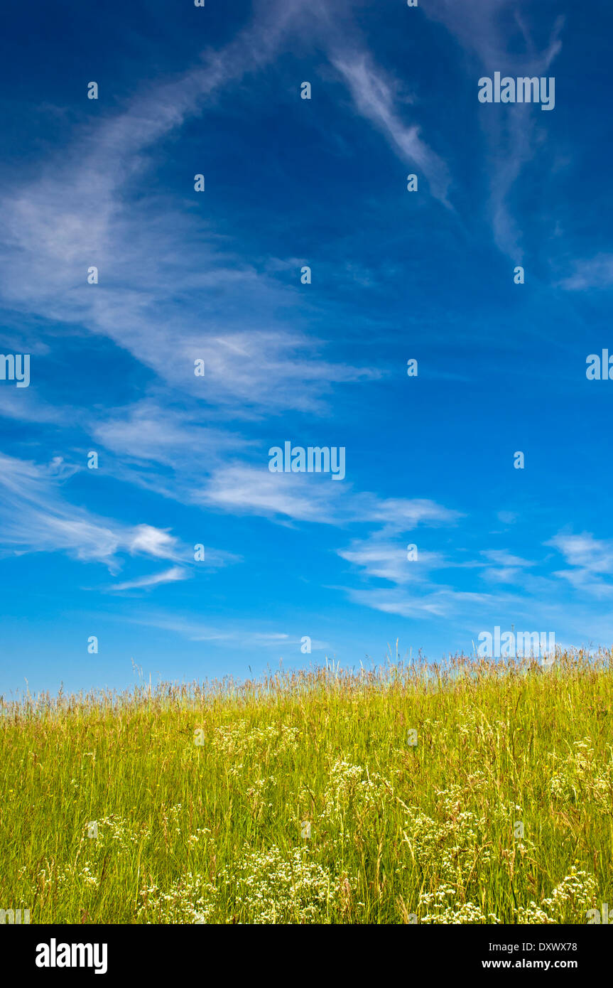 Blue sky with cirrus clouds above a summer meadow, Baden-Württemberg, Germany Stock Photo
