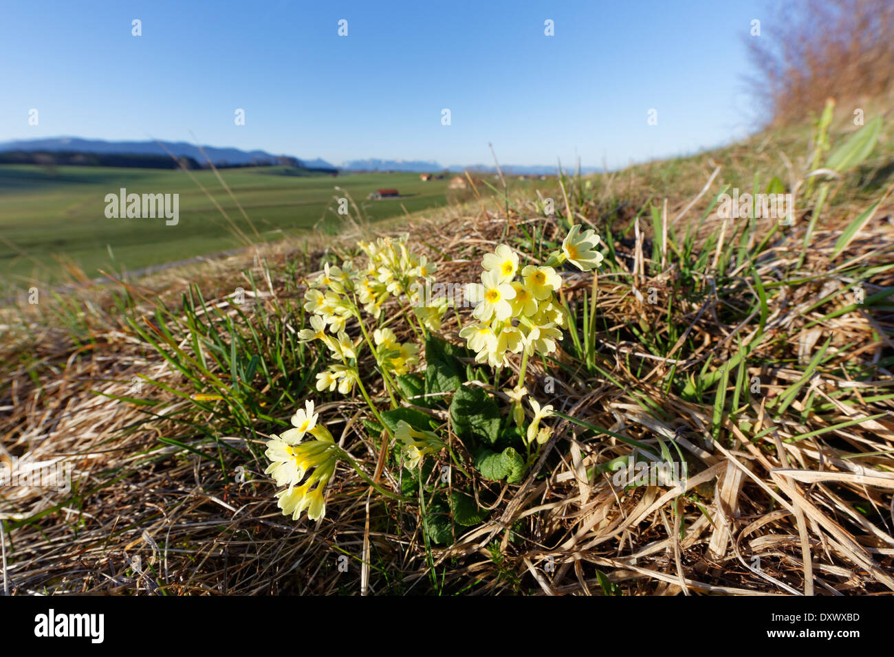 Oxlip (Primula elatior), Königsdorf, Upper Bavaria, Bavaria, Germany Stock Photo
