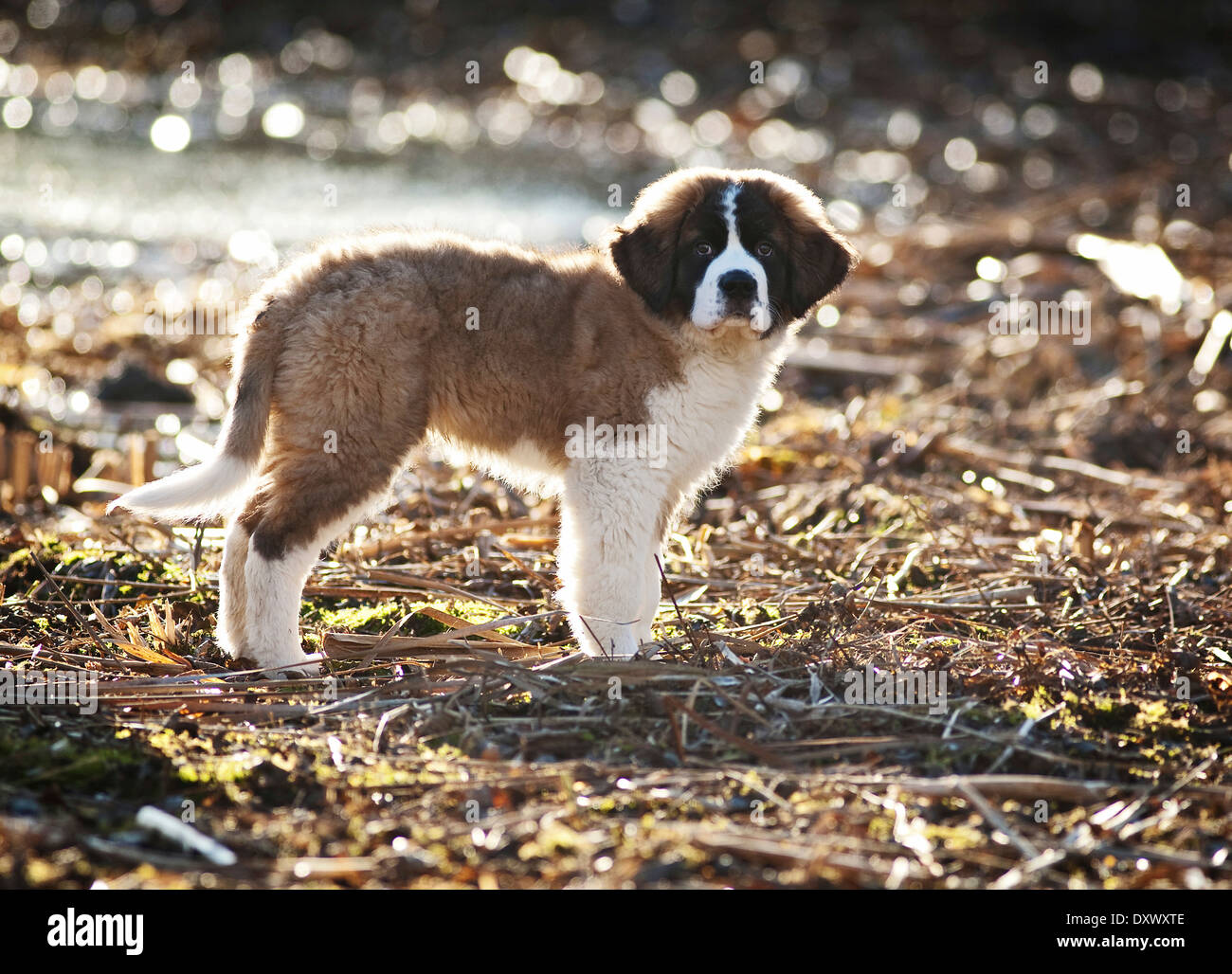 Saint Bernard puppy standing on the shore of a pond, Germany Stock Photo
