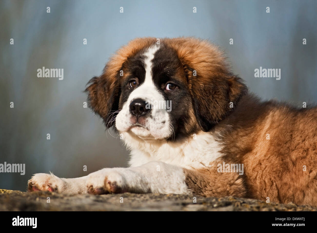 Saint Bernard puppy, lying, Germany Stock Photo