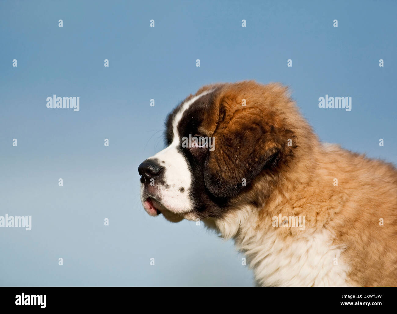 Saint Bernard puppy, portrait against blue sky, Germany Stock Photo