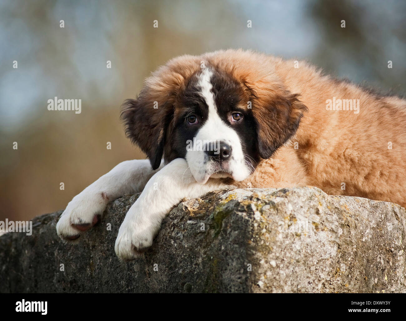Saint Bernard puppy lying tired on a boulder, Germany Stock Photo