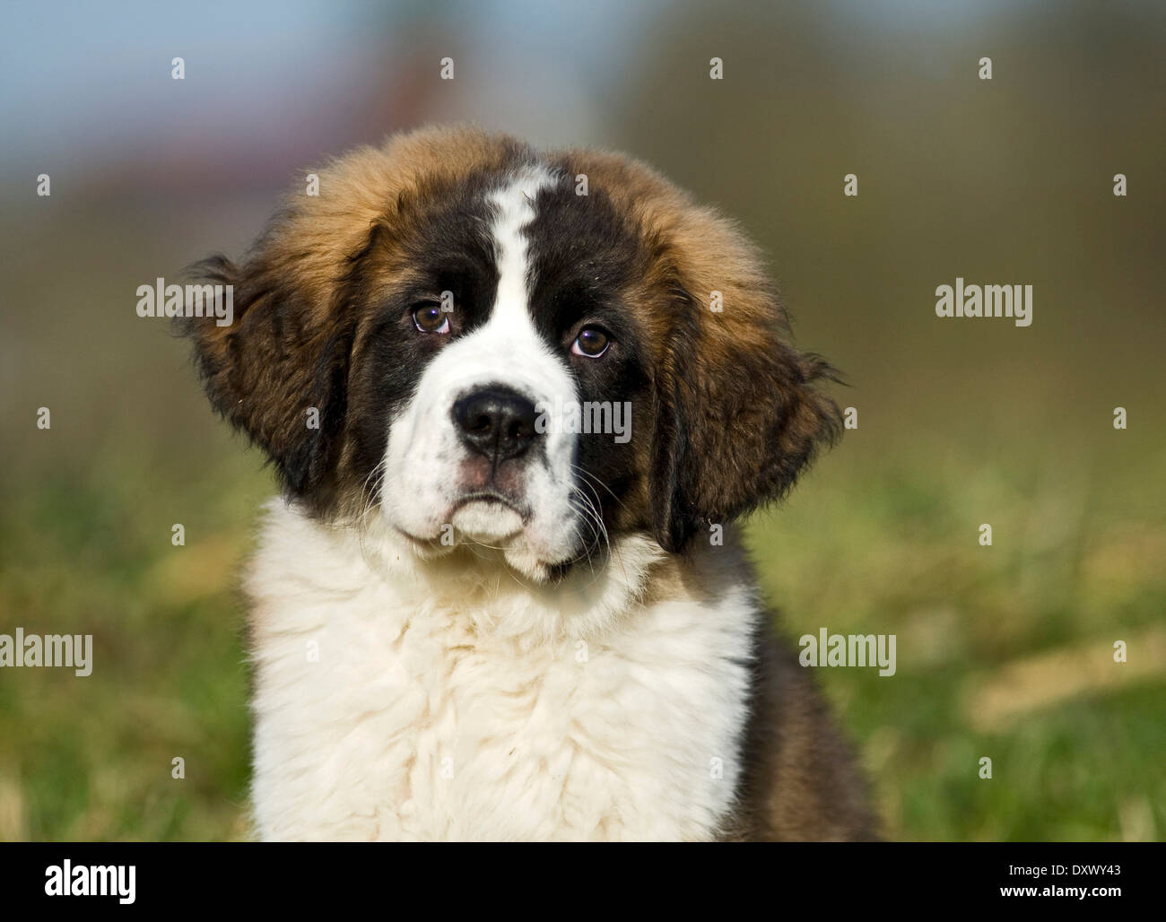 Saint Bernard puppy, portrait, Germany Stock Photo