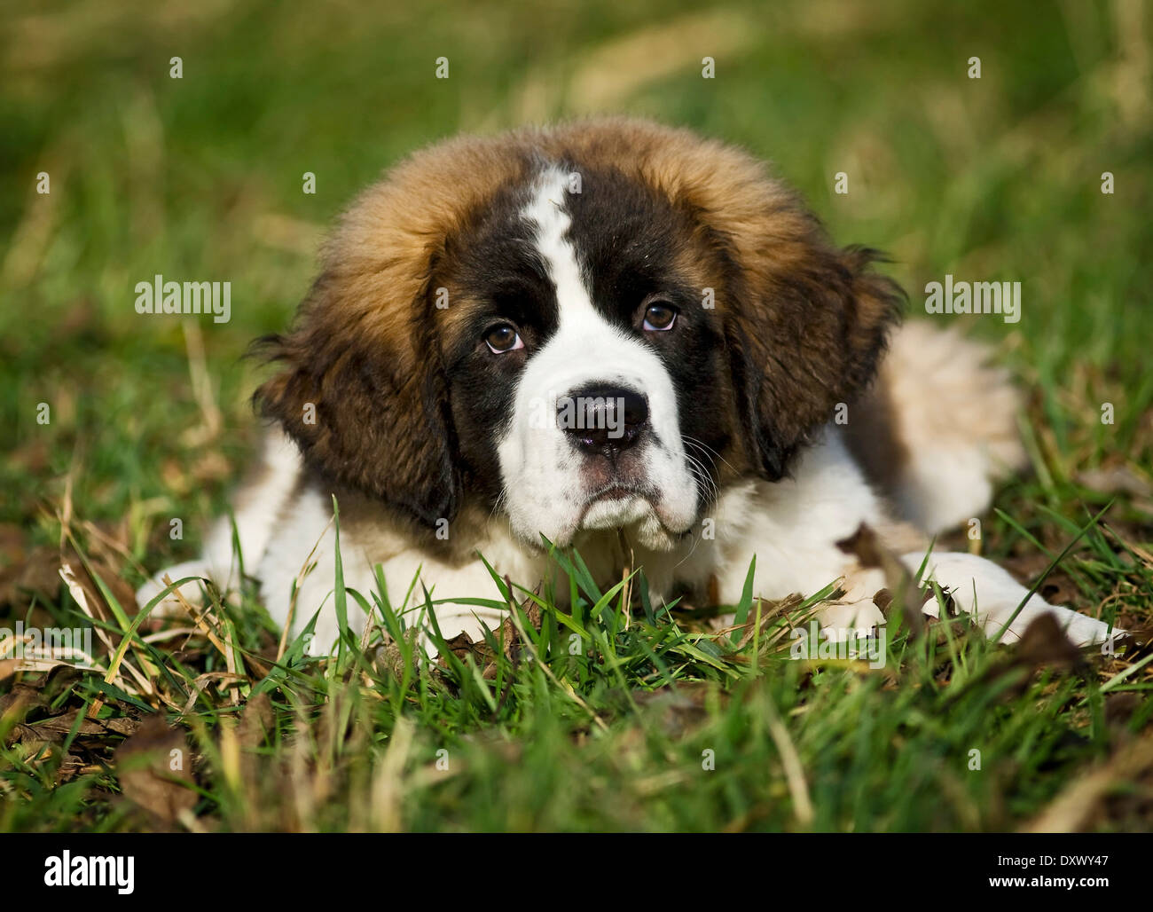 Saint Bernard puppy lying in the grass, Germany Stock Photo