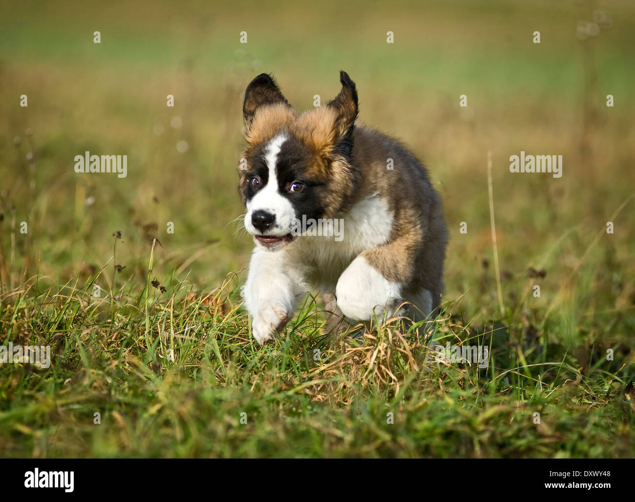 Saint Bernard puppy running across a meadow, Germany Stock Photo
