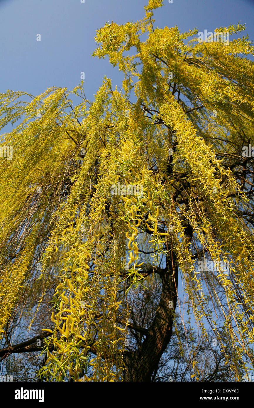 Weeping Willow (Salix babylonica), pendulous branchlets in spring, North Rhine-Westphalia, Germany Stock Photo