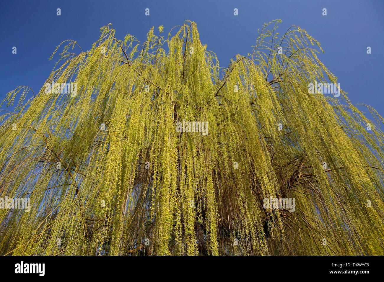 Weeping Willow (Salix babylonica), pendulous branchlets in spring, North Rhine-Westphalia, Germany Stock Photo