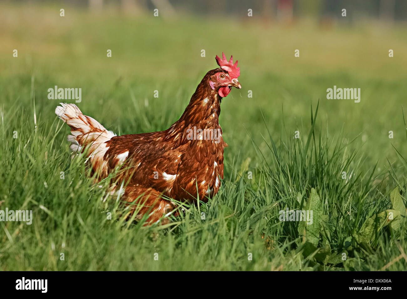 Domestic chicken, brown laying hen, Lohmann Brown-Classic Stock Photo