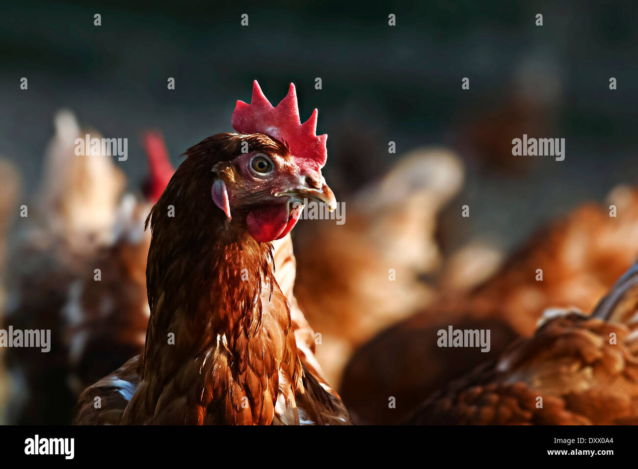 Domestic chicken, brown laying hen, Lohmann Brown Classic Stock Photo