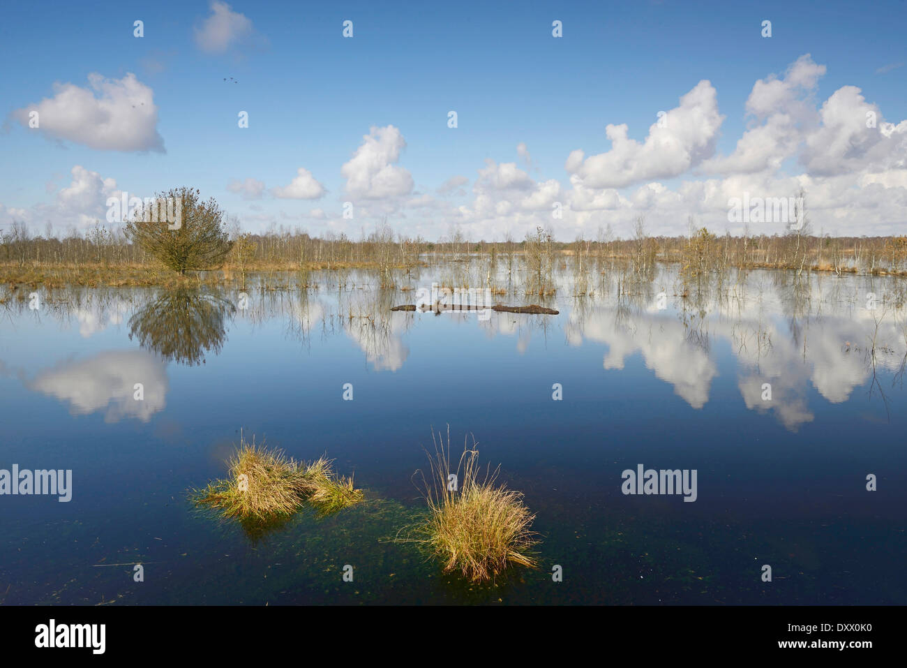 Rewetted moor, Hahnenmoor, Emsland, Lower Saxony, Germany Stock Photo