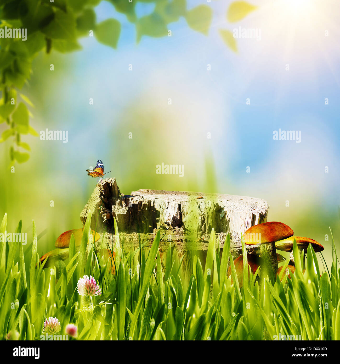 Abstract natural backgrounds with green grass, mushrooms, etc under bright  sun Stock Photo - Alamy