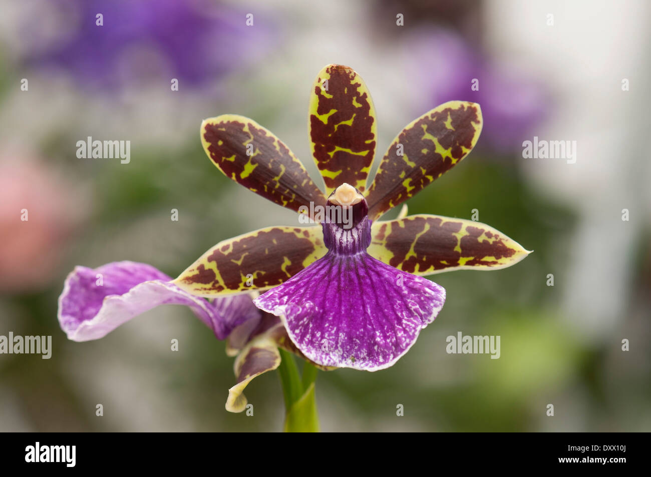 Flower of an orchid, Zygopetalum hybrid, Palm Garden, Frankfurt am Main, Hesse, Germany Stock Photo