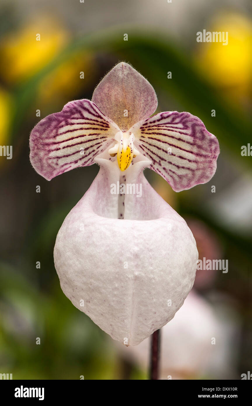 Blossom of a Lady&#39;s Slipper Orchid (Paphiopedilum micranthum), Palm Garden, Frankfurt am Main, Hesse, Germany Stock Photo