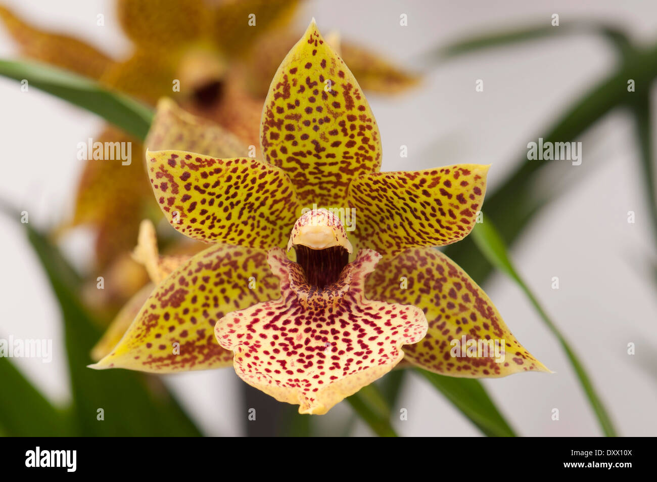 Flower of an orchid, Propethalum, Palm Garden, Frankfurt am Main, Hesse, Germany Stock Photo