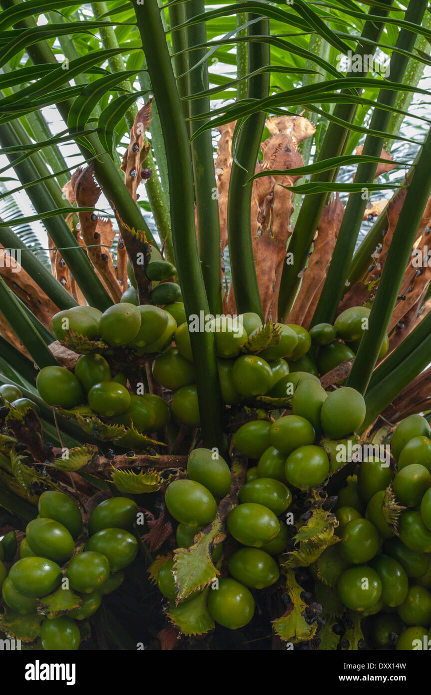Queen Sago (Cycas rumphii), female plant with fruits, full-grown green leaves and fertile brown leaves, palm garden Stock Photo