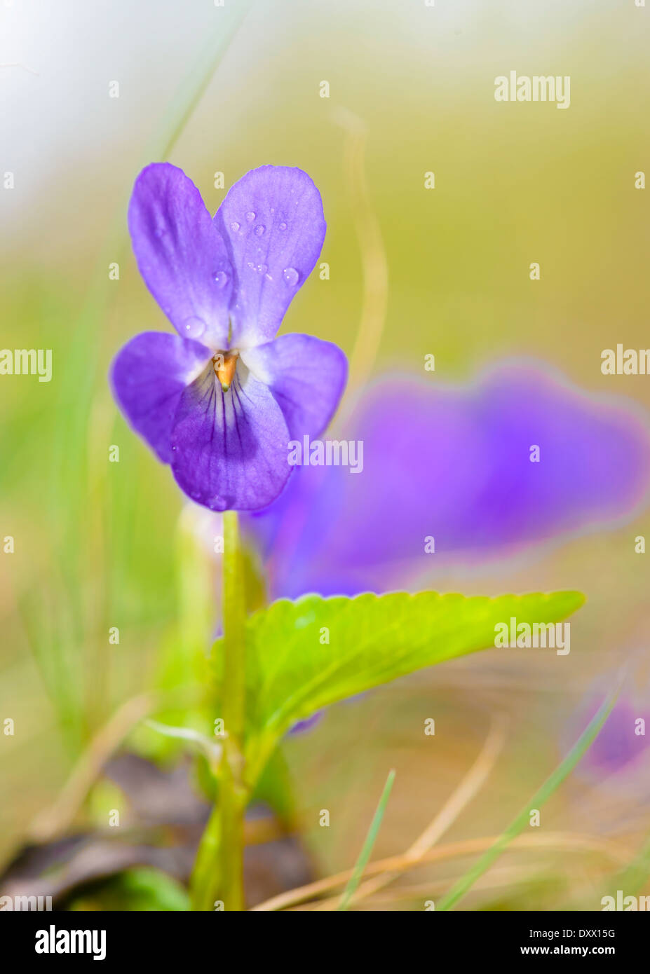 Purple flower viola odorata in spring time Stock Photo