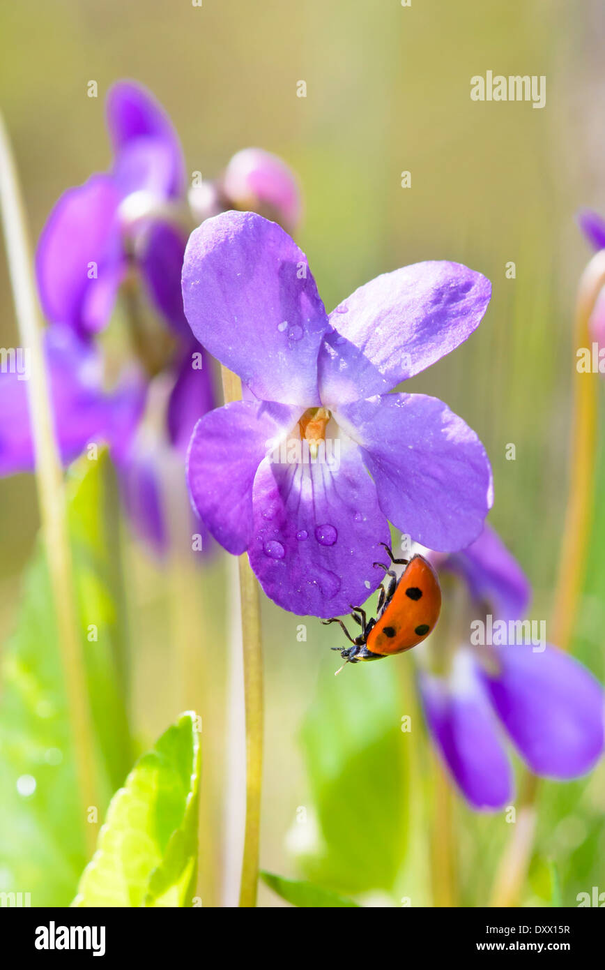 Lady bug on a purple flower viola odorata in spring time Stock Photo