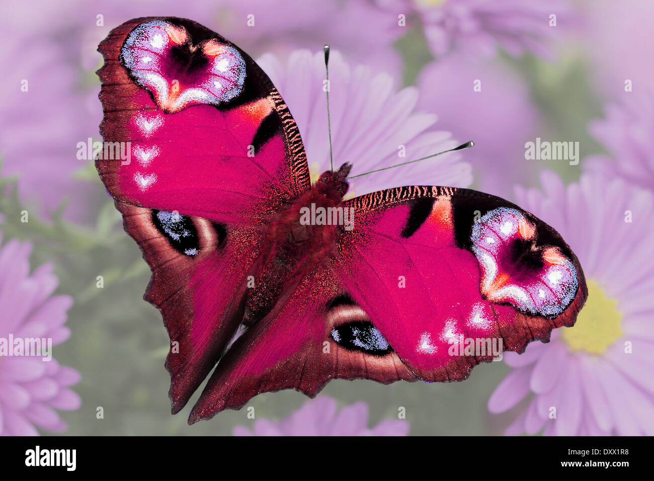 Butterfly heart hires stock photography and images Alamy
