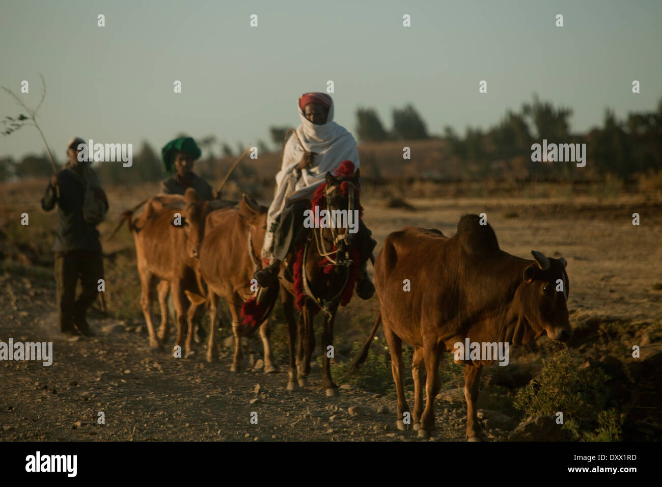 African men and cows walking on side of dusty Ethiopian Road Stock Photo