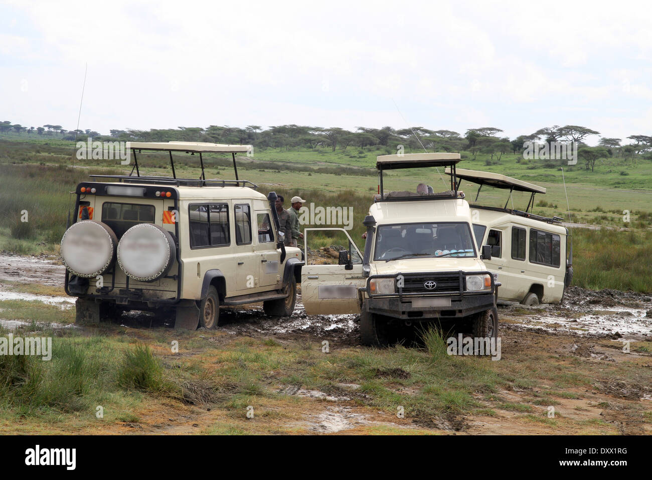 Safari vehicles stuck in the mud, towing action, mud road, Serengeti, Tanzania Stock Photo