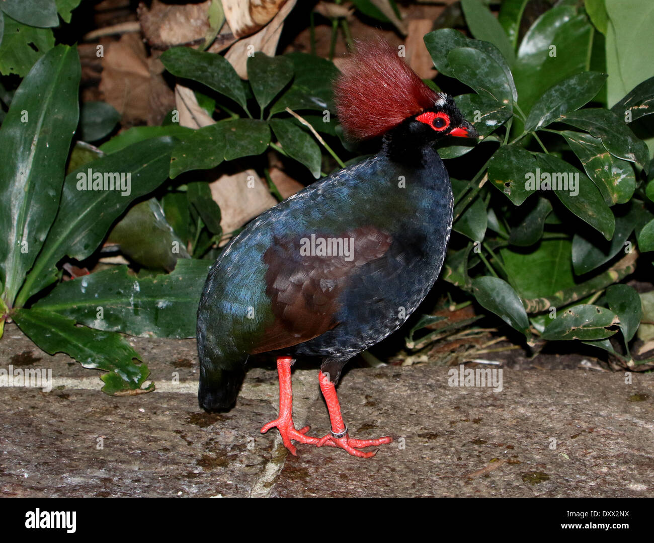 Portrait of a Male Crested Partridge or Roul-roul (Rollulus rouloul), a