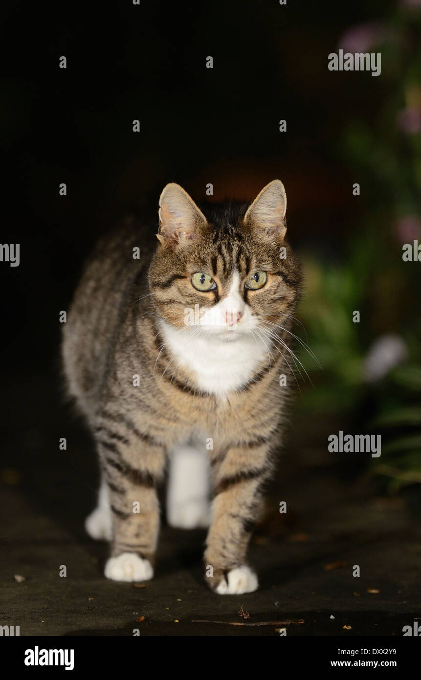 A beautiful tabby cat UK Stock Photo - Alamy