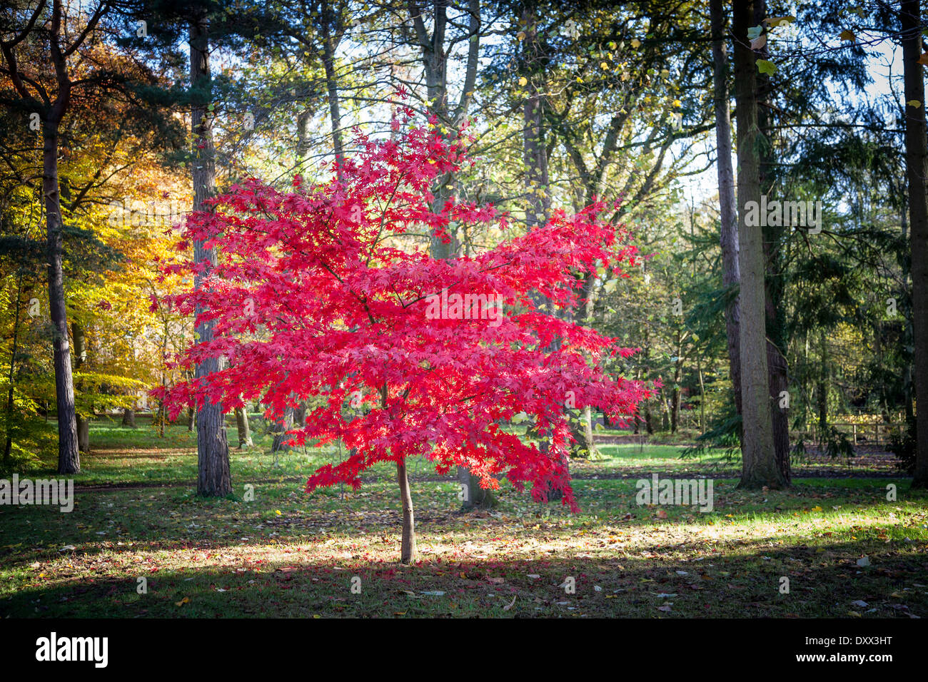 A beautiful red maple tree in park Stock Photo Alamy