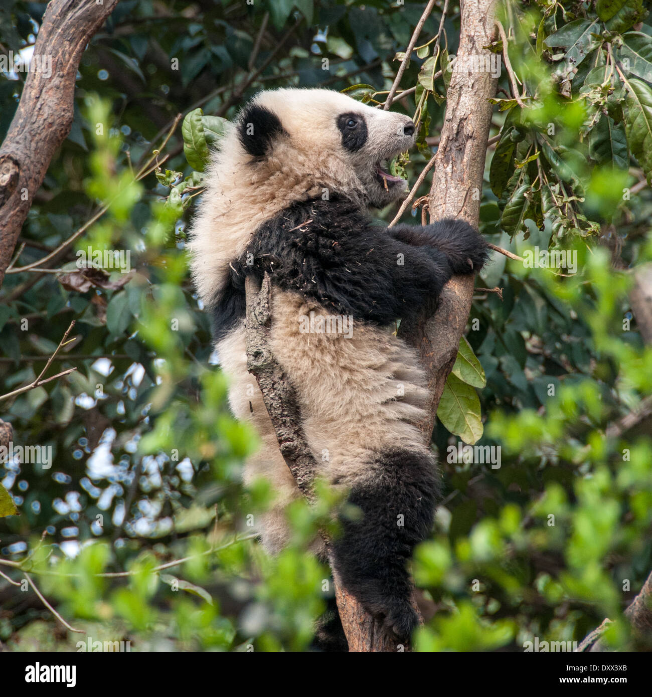 A giant panda sitting in a tree, China Stock Photo