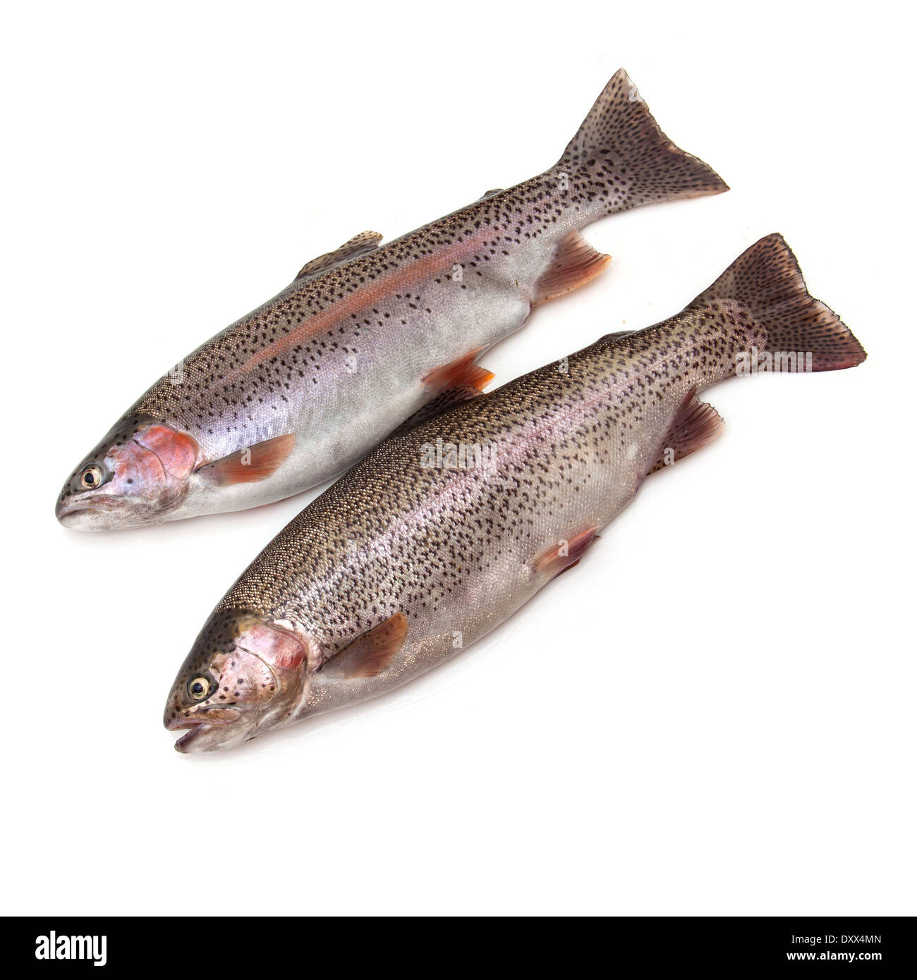 Rainbow Trout Fish isolated on a white studio background. Stock Photo