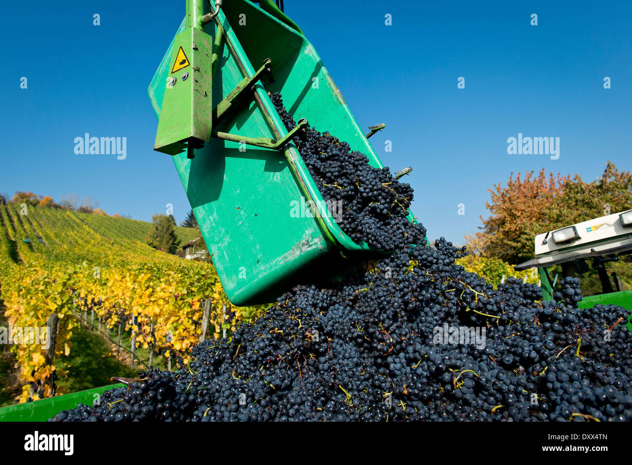 Harvested grapes are collected on tractor trailers, vineyard, Stuttgart, Baden-Württemberg, Germany Stock Photo