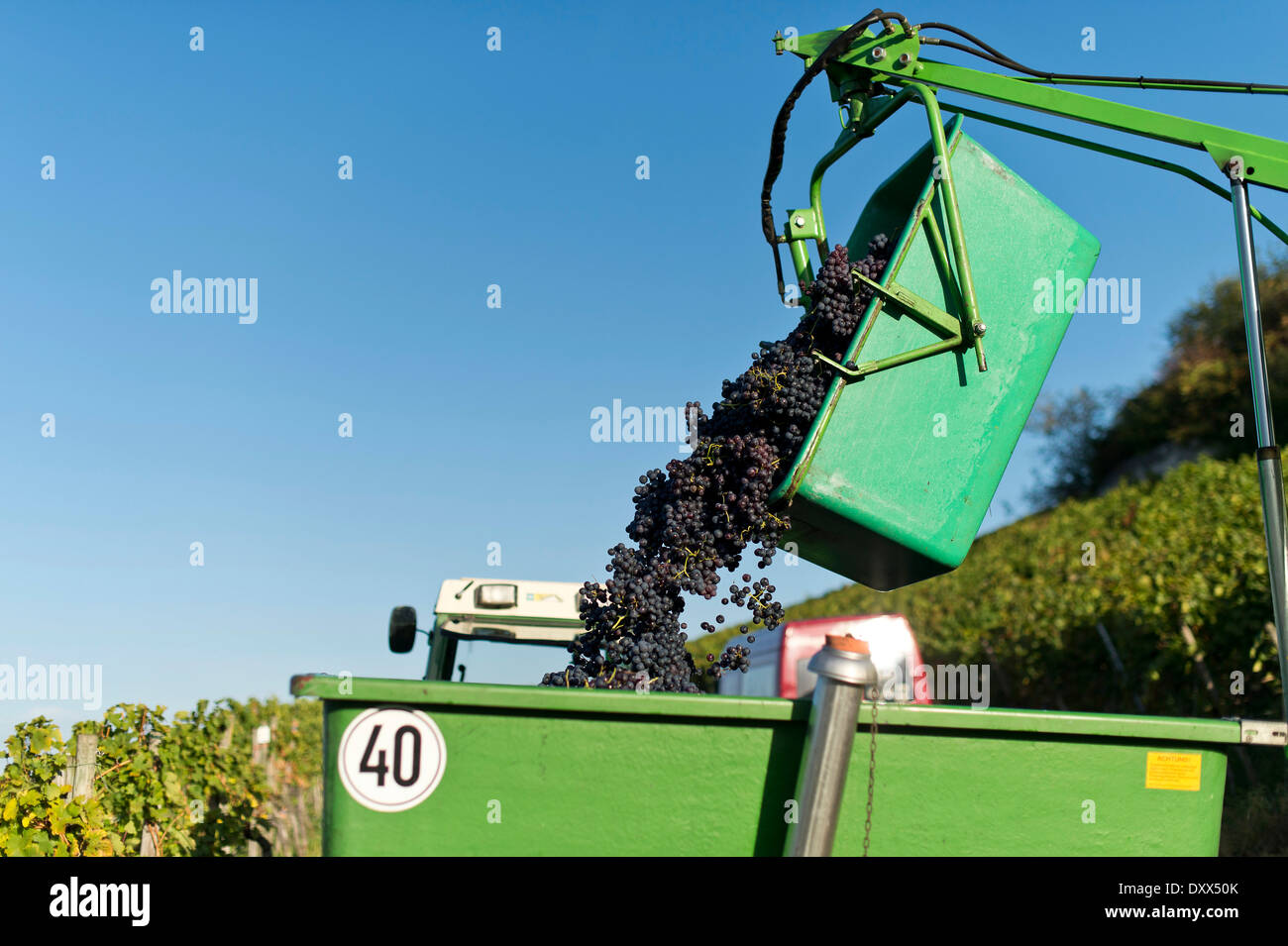 Harvested grapes are collected on tractor trailers, vineyard, Stuttgart, Baden-Württemberg, Germany Stock Photo