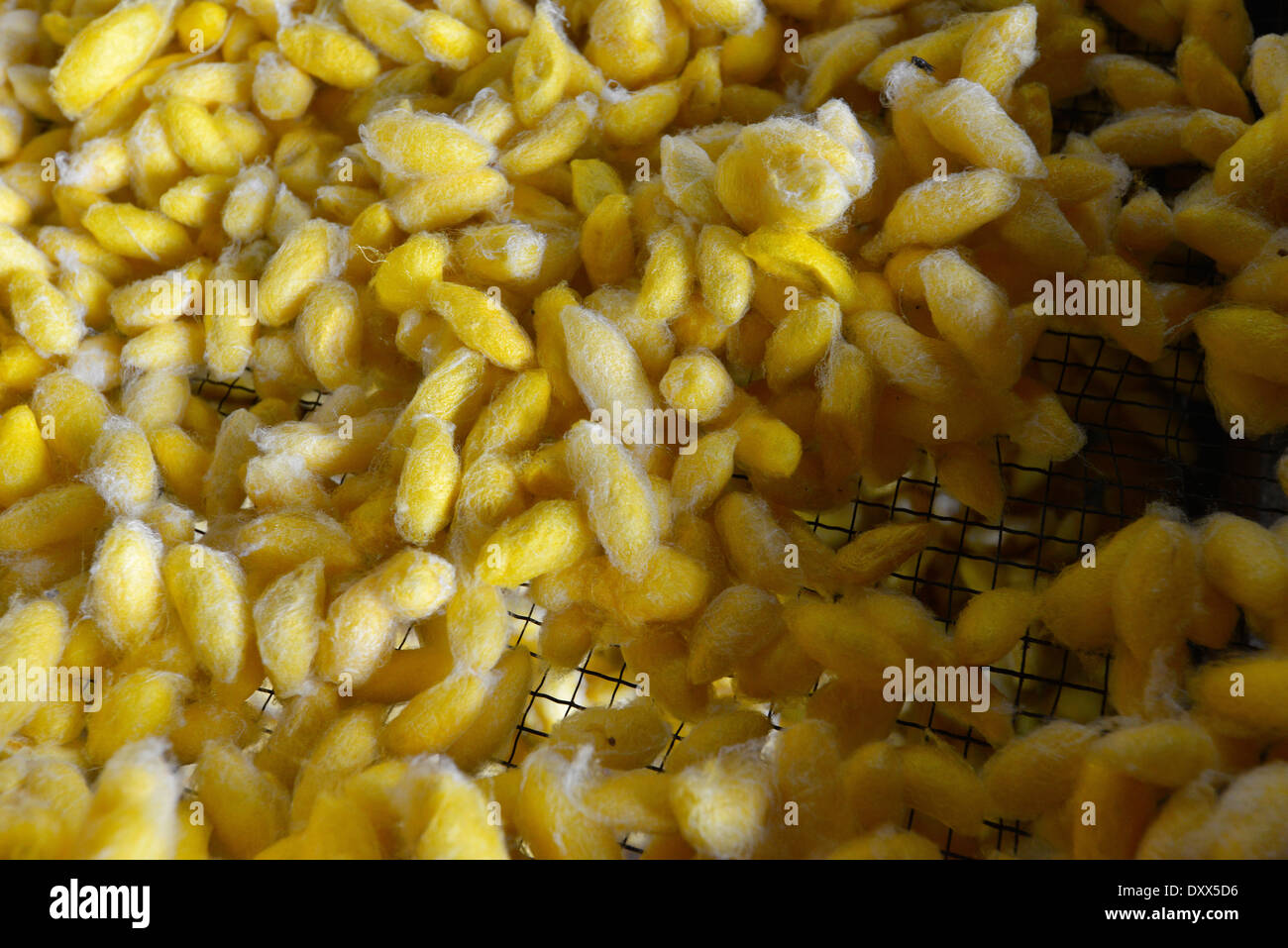 Yellow silk cocoons, silk farm, Cambodia Stock Photo