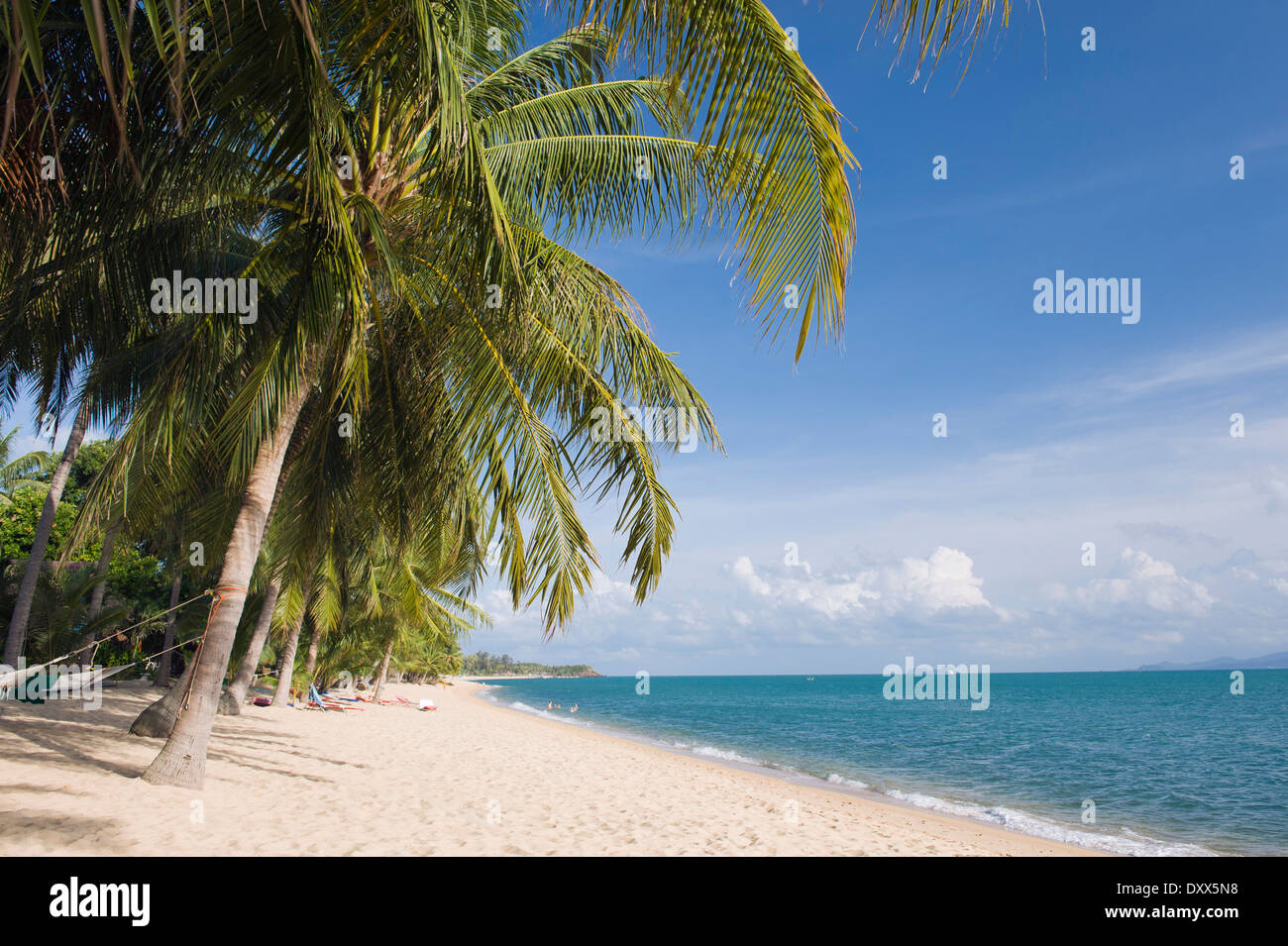 Beach with palm trees, Mae Nam Beach, Ko Samui, Thailand Stock Photo