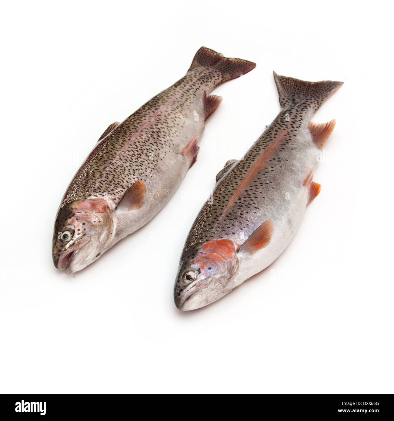 Rainbow Trout Fish isolated on a white studio background. Stock Photo