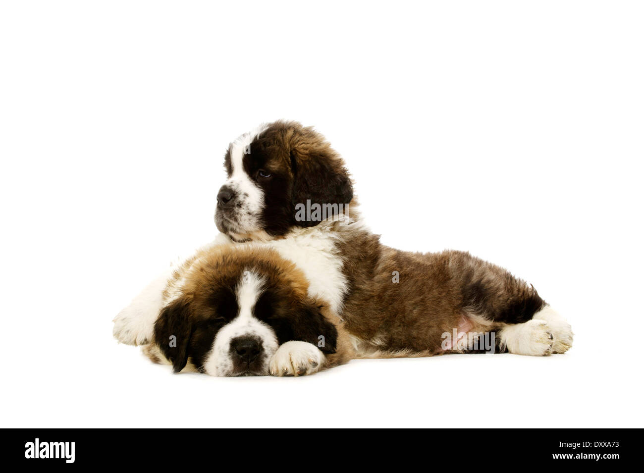 Two sleepy St Bernard puppies together isolated on a white background Stock  Photo - Alamy